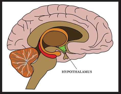 hypothalamus 뜻