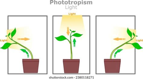 Hypothesis Testing Phototropism Grade 12 Practical Memo