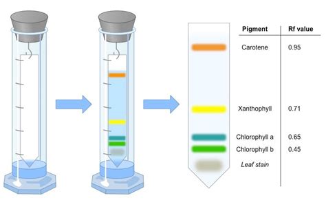 Download Hypothesis For Paper Chromatography 