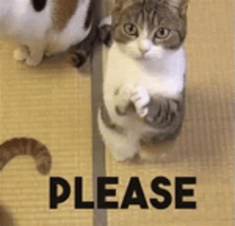 I Beg You