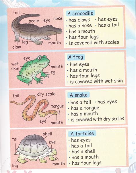I Can Match Animals External Features Science Worksheets Matching Animals Worksheet For Kindergarten - Matching Animals Worksheet For Kindergarten