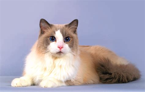 I Gatti