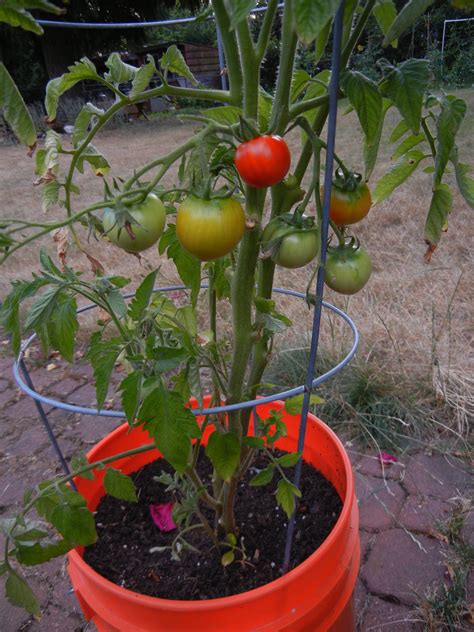 I Have 5 Tomato Plants All Look Healthy Tomato Plants Look Healthy But No Flowers - Tomato Plants Look Healthy But No Flowers