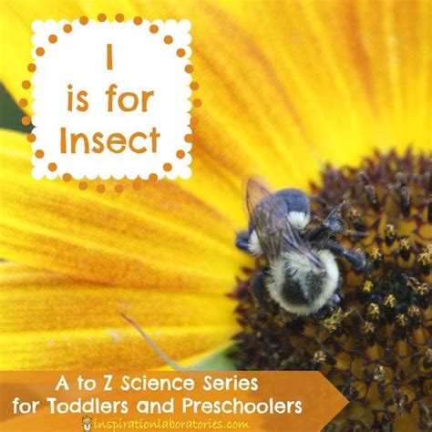 I Is For Insect Investigations Inspiration Laboratories I Is For Insect - I Is For Insect