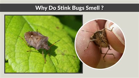 I Stink!