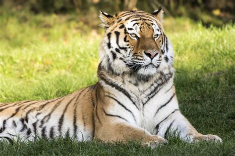 I The Tiger