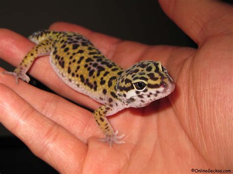Read I Want A Leopard Gecko Best Pets For Kids Book 1 Volume 1 