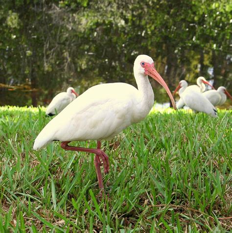 ibis florida