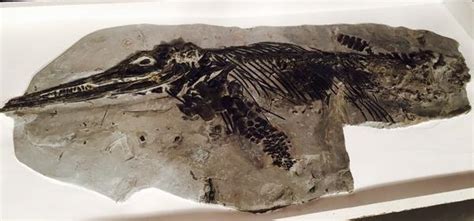 ichthyosaur fossil found by mary anning biography