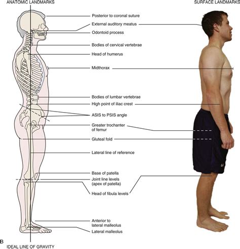 ideal postural alignment