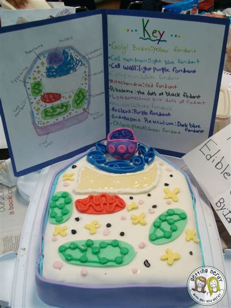 Ideas For Teaching Cell Structures And Functions Cell Activities For 5th Grade - Cell Activities For 5th Grade