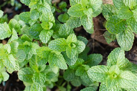 identification - Identifying the type of mint - Gardening …