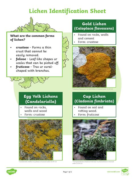 Identification Of Lichen Substances