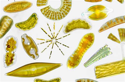 Read Online Identification Key For Benthic Diatom Pdfslibforyou 