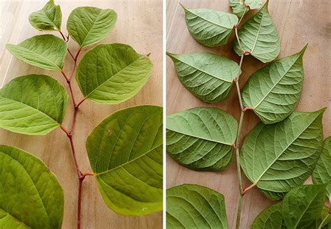 identifiera parkslide