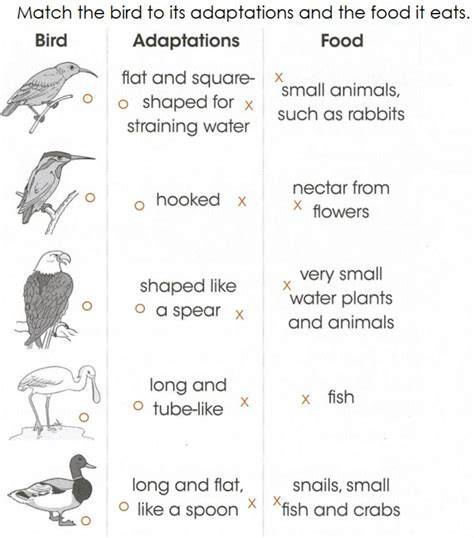 identifying adaptations in birds answer key