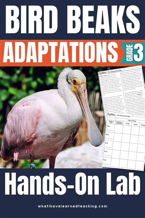 identifying adaptations in birds lab 56