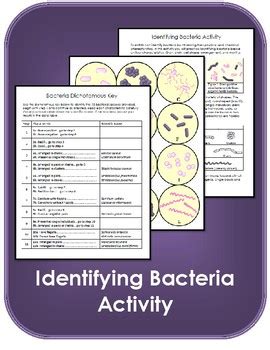 Identifying Bacteria Dichotomous Key By Streetsmarts Tpt Bacteria Worksheet Answers - Bacteria Worksheet Answers