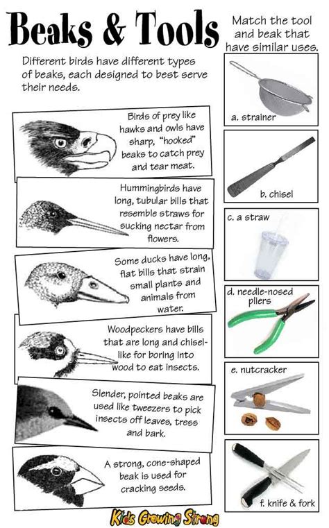 Download Identifying Adaptations In Birds Answer Key 