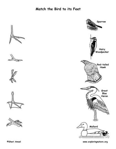 Download Identifying Adaptations In Birds Answer Key 