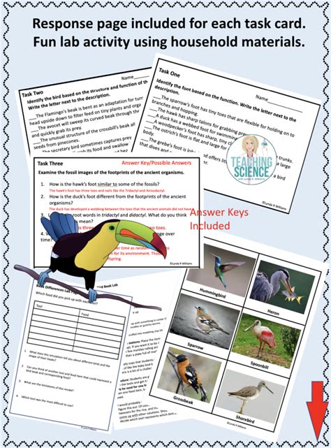 Download Identifying Adaptations In Birds Lab Key 