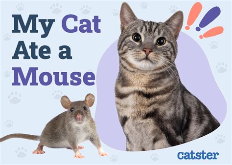 If A Mouse Ate A Cookie