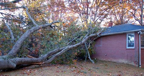 If A Tree Falls In The Forest Philosophy