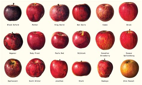 If Apples Are Red Coded As 541