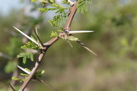 If There Are Thorns