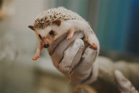 Igel Stirbt Anzeichen