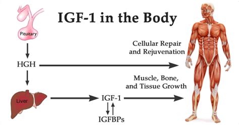 igf 1 vs growth hormone​