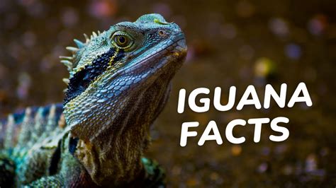Iguana Kid Facts