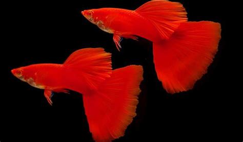 ikan guppy merah