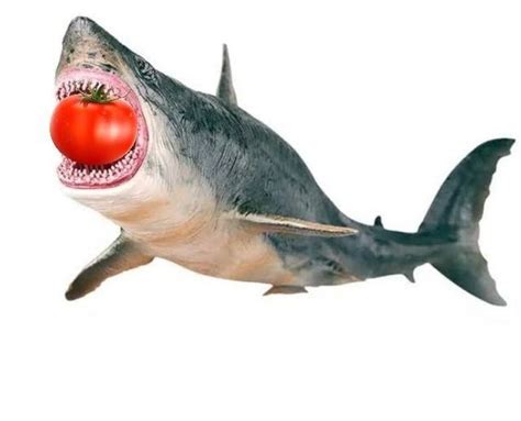 ikan hiu makan tomat