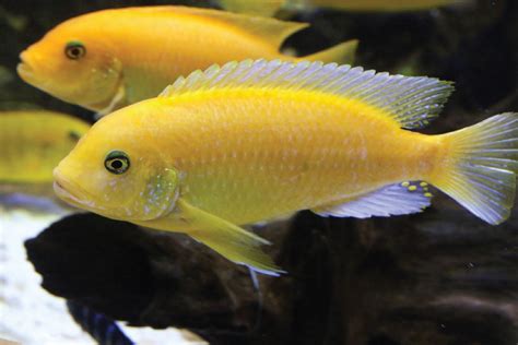 ikan lemon | Maisarah Mamat Cookpad