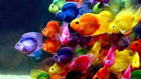ikan warna warni