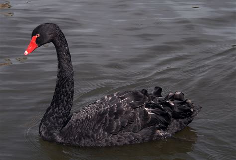 Il Cigno Nero