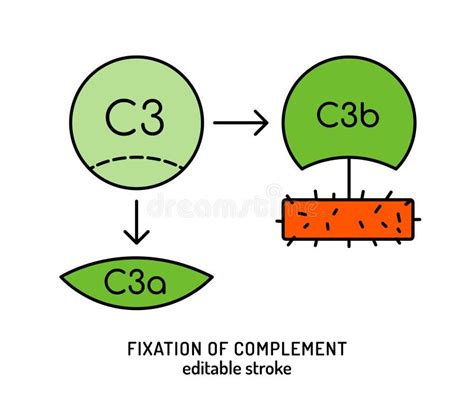 Il Complemento C3 A Quale Malattia Autoimmune Corrisponde