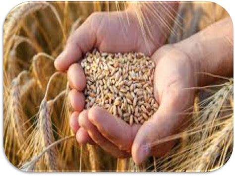 Il Grano