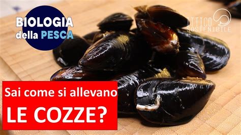 Il Libro Della Cozza E Co
