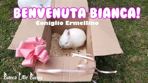 Full Download Il Mio Coniglio Nano 