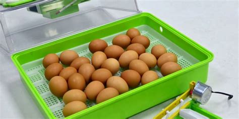 ile kosztuje inkubator