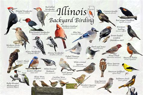 illinois birds
