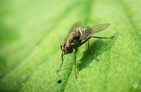 illinois flies