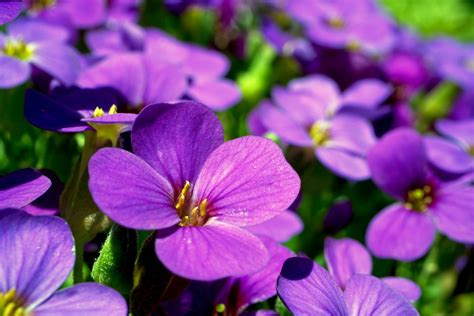 illinois flower