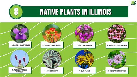 illinois native plants