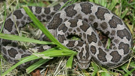 illinois snake