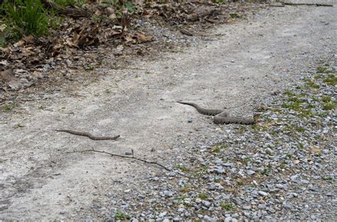 illinois snake migration