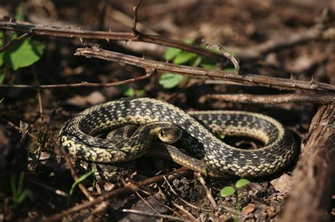 illinois snakes