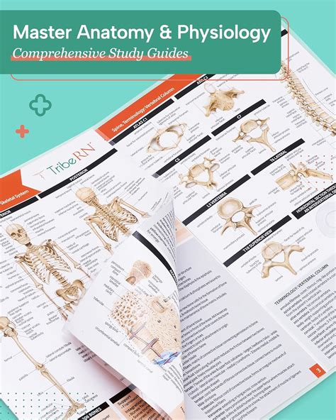 Illustrated Study Guide For The Nclex Rn Exam